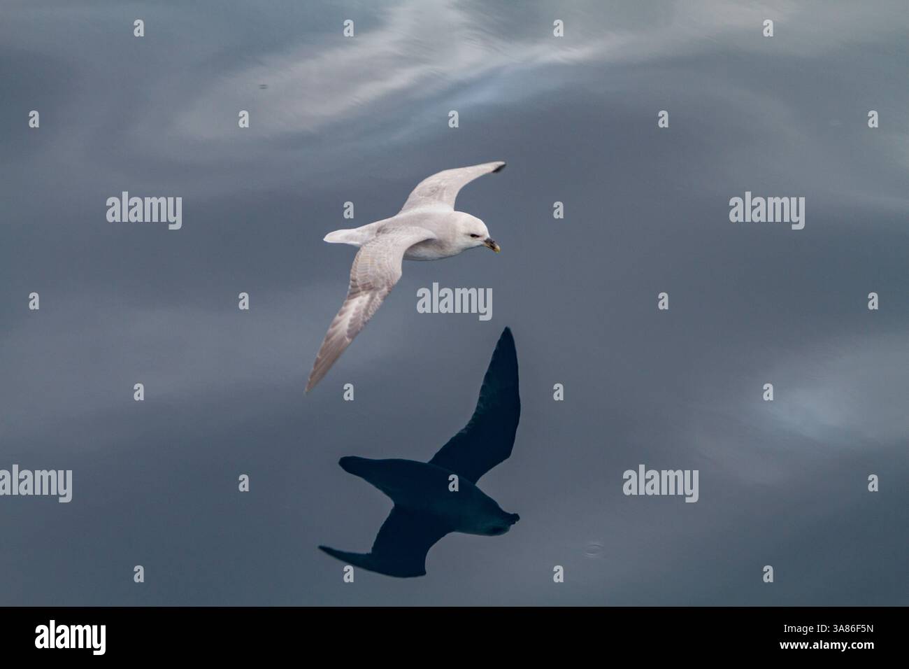 Fulmar septentrional (Fulmarus glacialis glacialis) sur l'aile dans l'archipel du Svalbard, Norvège Banque D'Images Fulmar septentrional (Fulmarus glacialis glacialis) sur l'aile dans l'archipel du Svalbard, Norvège Banque D'Images