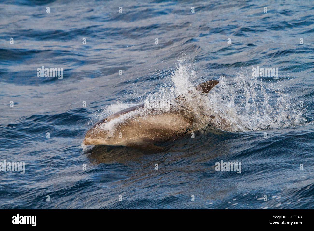 Dauphin adulte à bec blanc (Lagenorhynchus albirostris) faisant surface dans l'archipel du Svalbard, Norvège Banque D'Images Dauphin adulte à bec blanc (Lagenorhynchus albirostris) faisant surface dans l'archipel du Svalbard, Norvège Banque D'Images