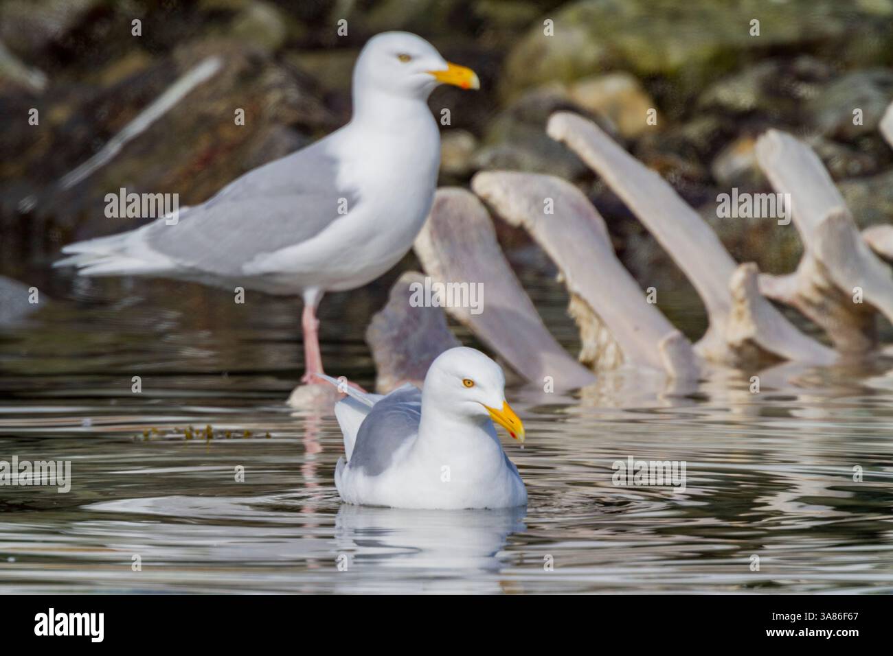 Goéland glauque adulte (Larus hyperboreus) près d'une carcasse de rorqual commun dans l'archipel du Svalbard, Norvège Banque D'Images