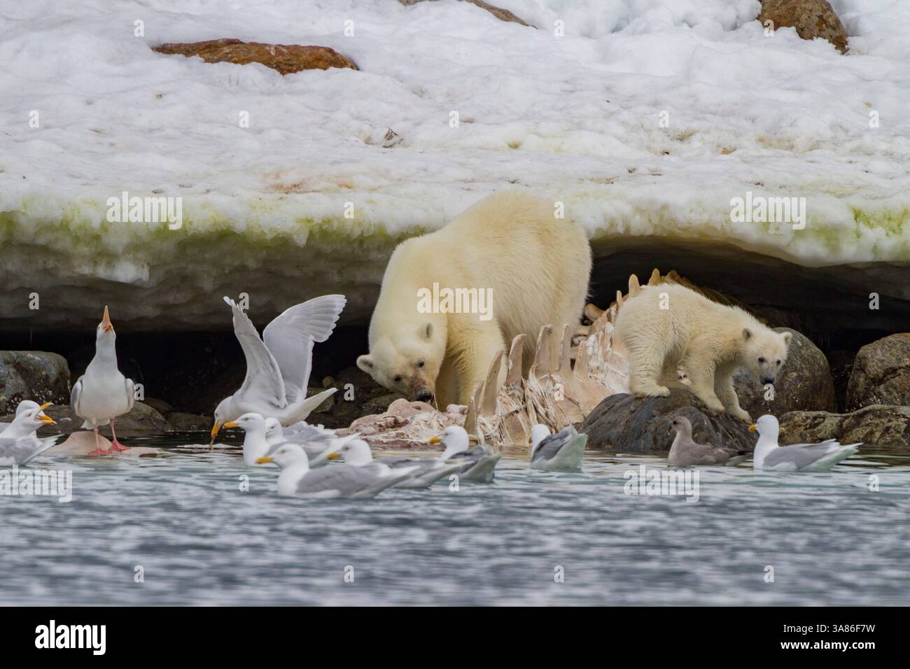 Une mère ours polaire (Ursus maritimus), ourson de l'année se nourrissant d'une carcasse de rorqual commun à Holmabukta dans l'archipel du Svalbard, Norvège Banque D'Images