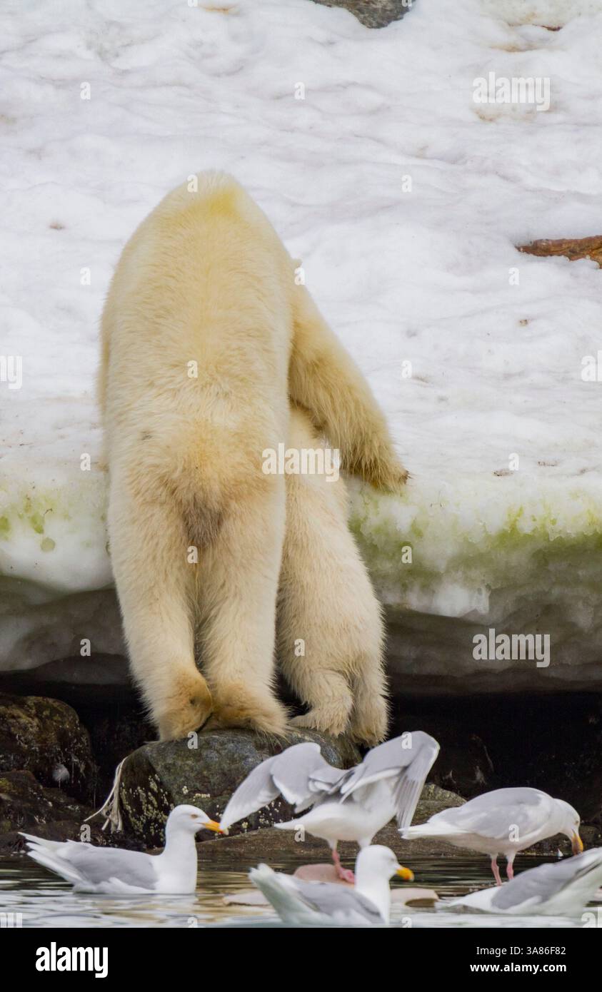 Une mère ours polaire (Ursus maritimus), ourson de l'année laissant une carcasse de rorqual commun à Holmabukta dans l'archipel du Svalbard, Norvège Banque D'Images