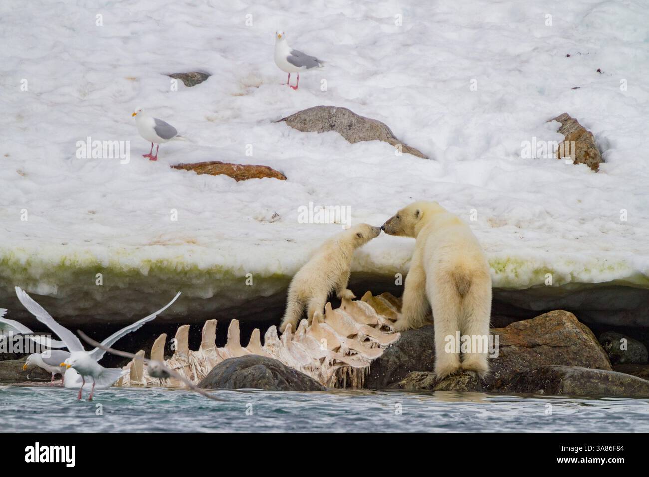 Une mère ours polaire (Ursus maritimus), ourson de l'année se nourrissant d'une carcasse de rorqual commun à Holmabukta dans l'archipel du Svalbard, Norvège Banque D'Images