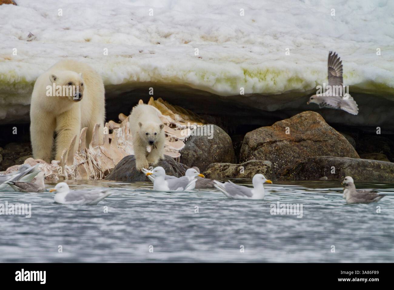 Une mère ours polaire (Ursus maritimus), ourson de l'année se nourrissant d'une carcasse de rorqual commun à Holmabukta dans l'archipel du Svalbard, Norvège Banque D'Images
