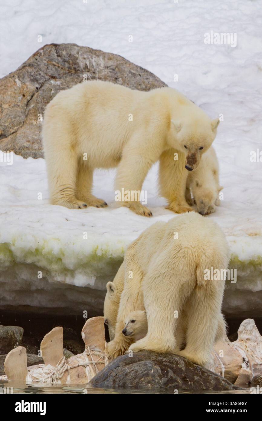 Deux mères d'ours polaires (Ursus maritimus) avec des oursons de l'année observent un ours mâle se nourrissant d'une carcasse de rorqual commun à Svalbard, en Norvège Banque D'Images