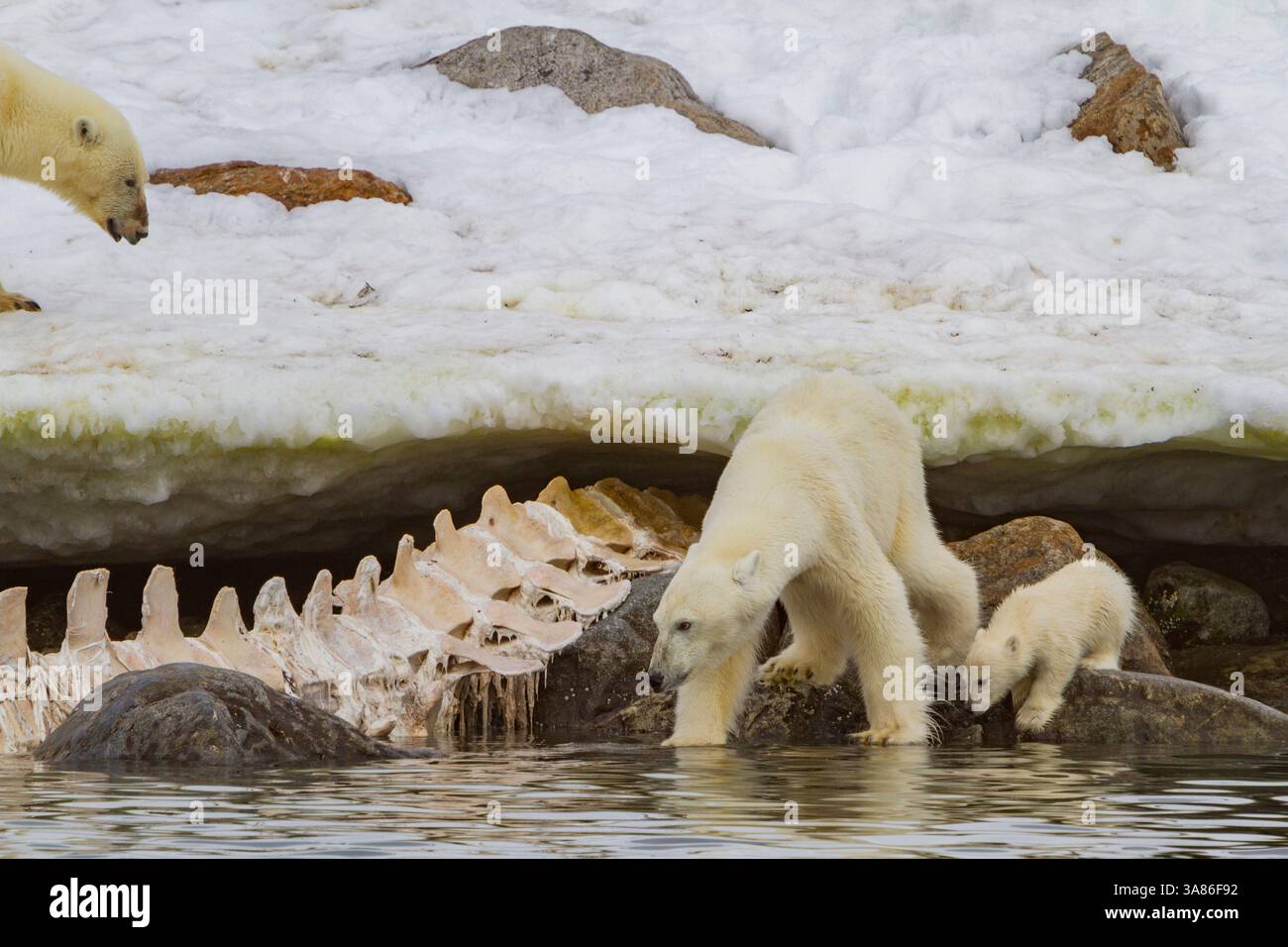 Deux mères d'ours polaires (Ursus maritimus) avec des oursons de l'année observent un ours mâle se nourrissant d'une carcasse de rorqual commun à Svalbard, en Norvège Banque D'Images
