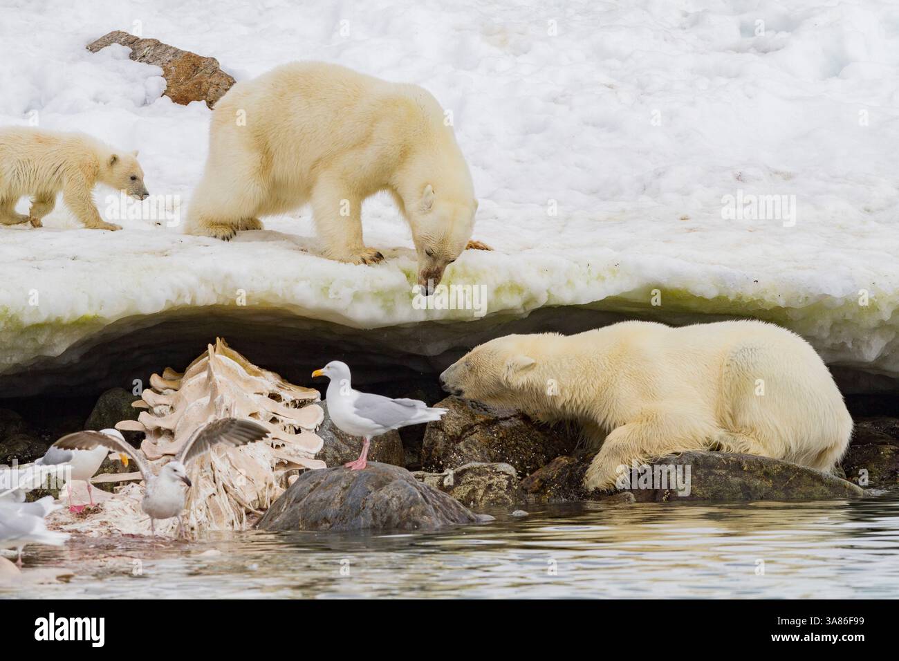 Mère ours polaire (Ursus maritimus) et petit-de-l'année se disputant alors qu'un ours mâle se nourrit d'un rorqual commun, archipel du Svalbard, Norvège Banque D'Images