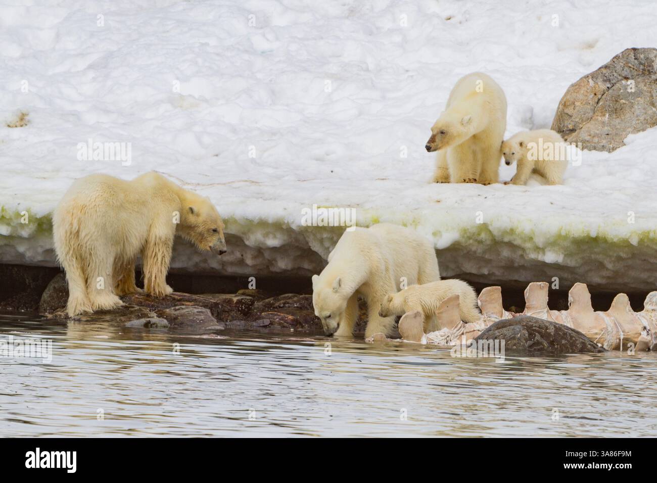 Deux mères d'ours polaires (Ursus maritimus) avec des oursons de l'année observent un ours mâle se nourrissant d'une carcasse de rorqual commun à Svalbard, en Norvège Banque D'Images
