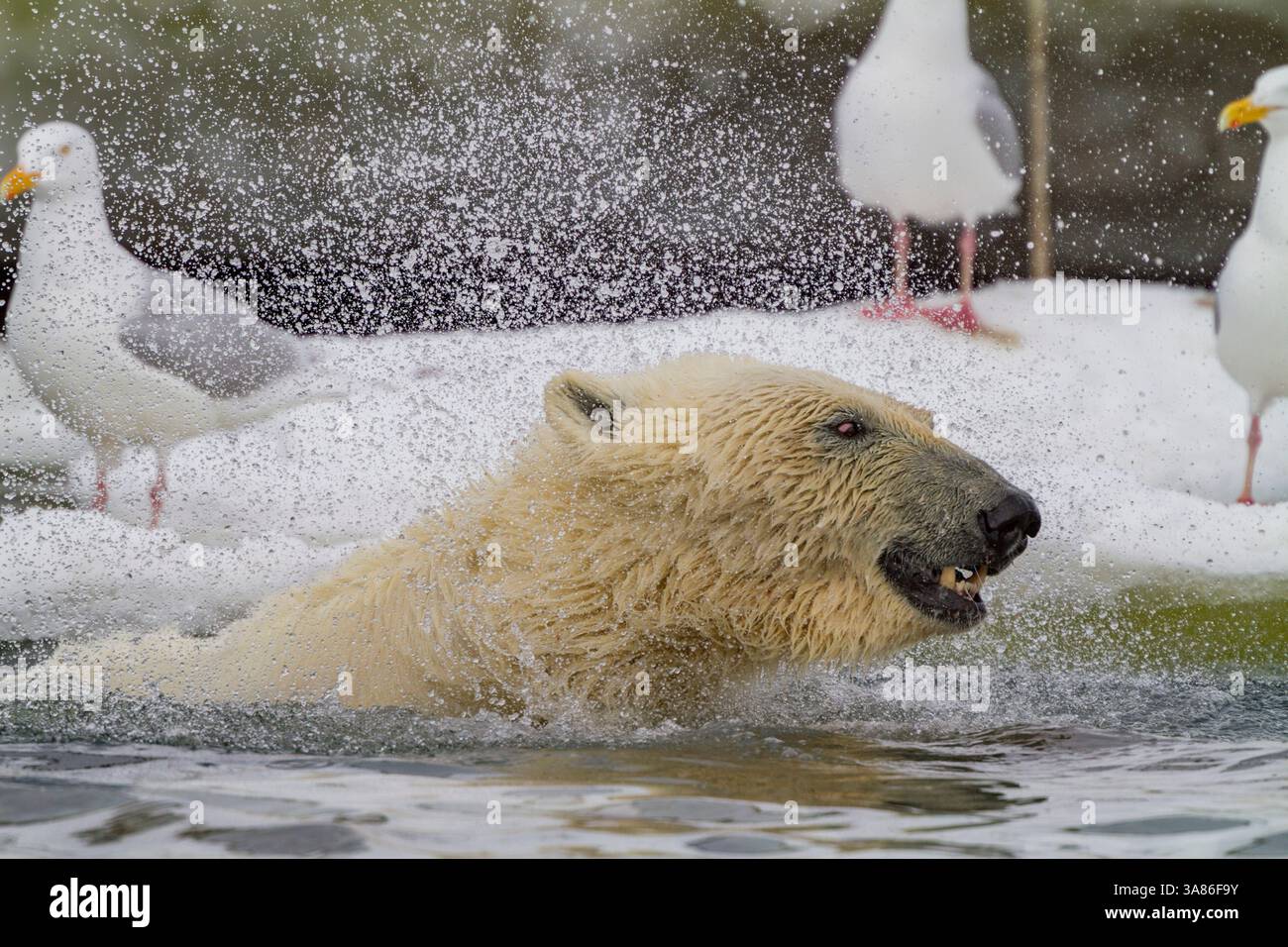 Jeune ours polaire mâle (Ursus maritimus), secouant sa fourrure, se nourrissant d'une carcasse de rorqual commun à Holmabukta dans le Svalbard, Norvège Banque D'Images