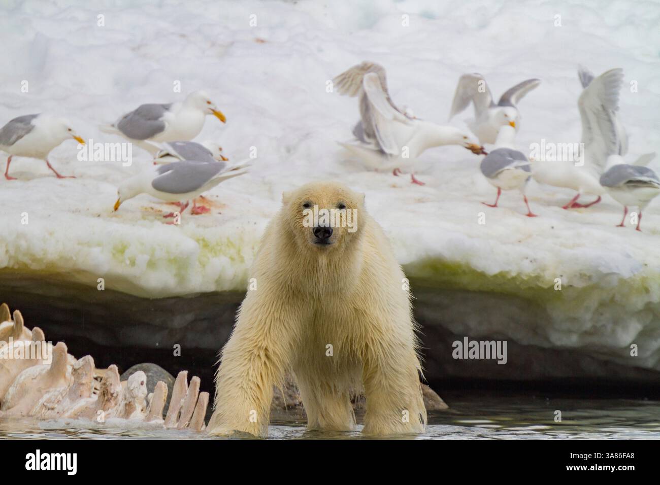 Jeune ours polaire mâle (Ursus maritimus), se nourrissant d'une carcasse de rorqual commun à Holmabukta, dans l'archipel du Svalbard, Norvège Banque D'Images