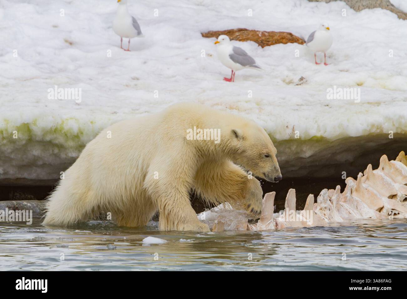 Jeune ours polaire mâle (Ursus maritimus), se nourrissant d'une carcasse de rorqual commun à Holmabukta, dans l'archipel du Svalbard, Norvège Banque D'Images