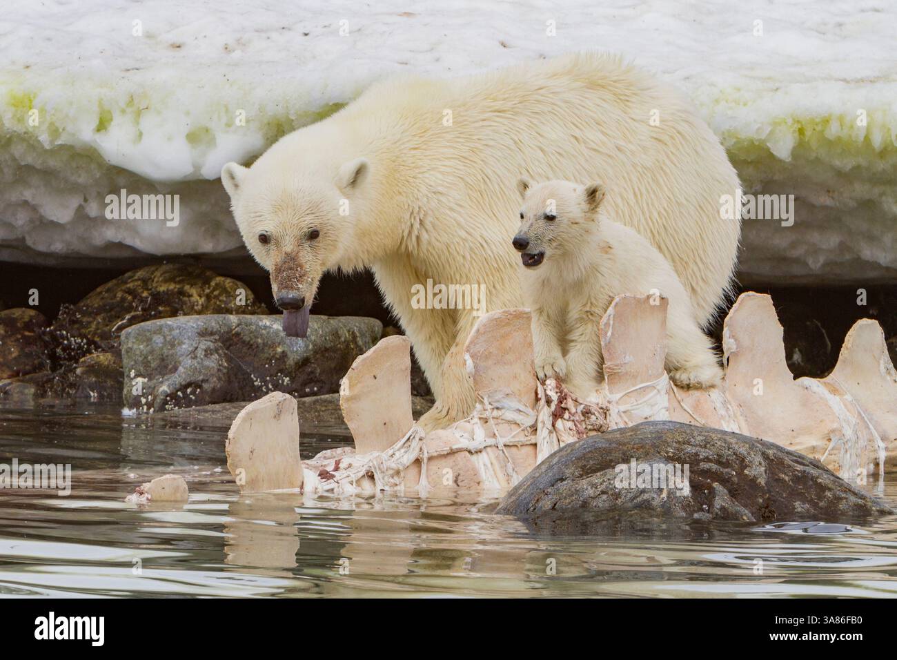 Une mère ours polaire (Ursus maritimus), dont le petit de l'année se nourrit d'une carcasse de rorqual commun à Holmabukta, Svalbard, Norvège Banque D'Images