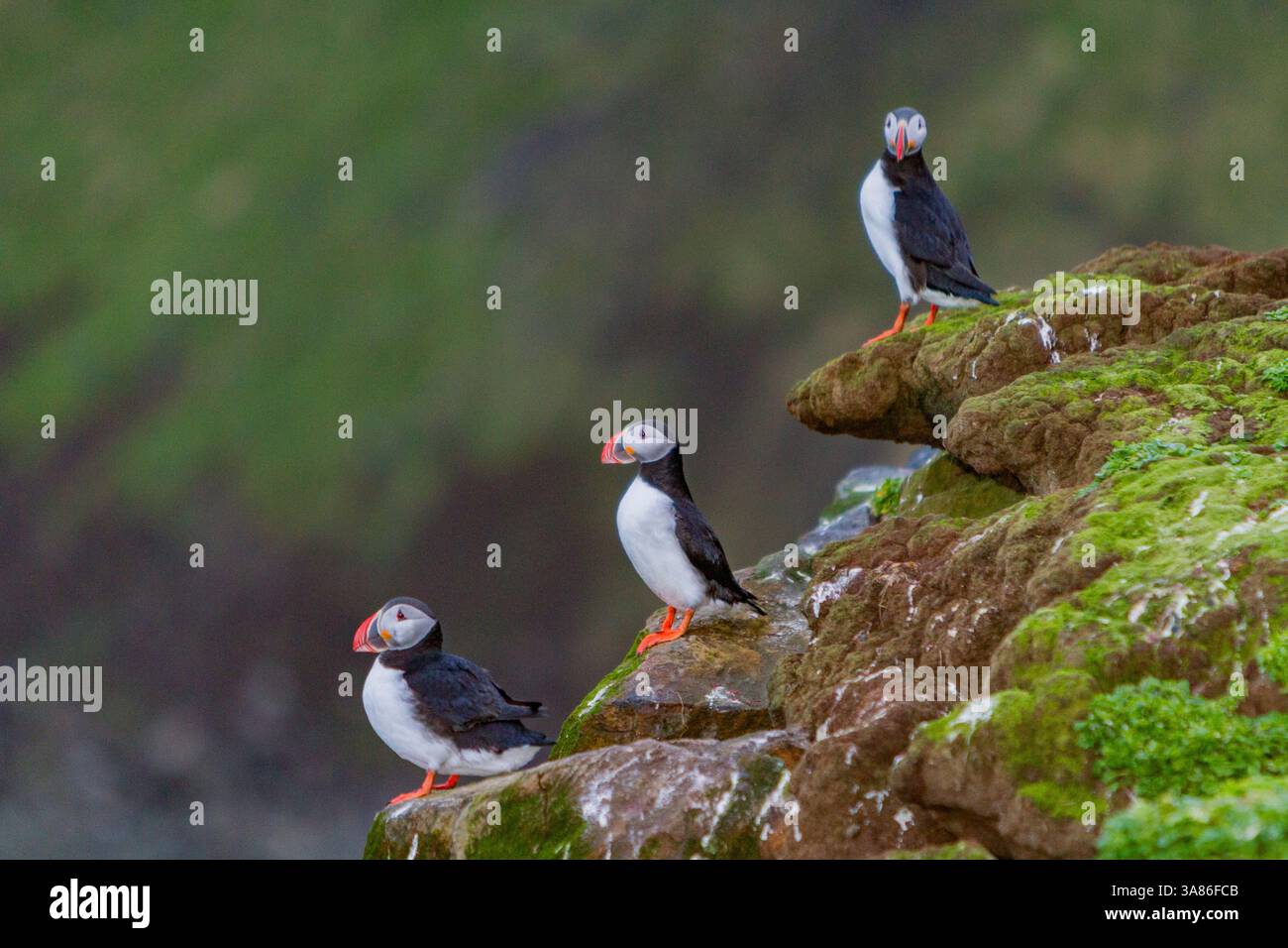 Macareux (Fratercula arctica) adulte pendant la saison de reproduction sur la minuscule île Grimsey, Islande Banque D'Images