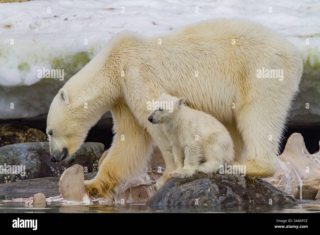 Mère ours polaire (Ursus maritimus) avec ourson de l'année se nourrissant près d'une carcasse de rorqual commun à Svalbard, Norvège Banque D'Images