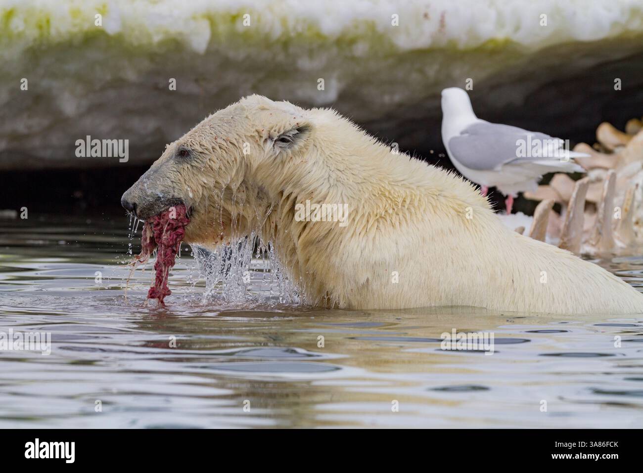 Jeune ours polaire mâle (Ursus maritimus), se nourrissant d'une carcasse de rorqual commun à Holmabukta, dans l'archipel du Svalbard, Norvège Banque D'Images