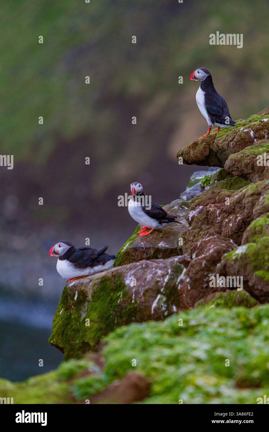Macareux (Fratercula arctica) adulte pendant la saison de reproduction sur la minuscule île Grimsey, Islande Banque D'Images