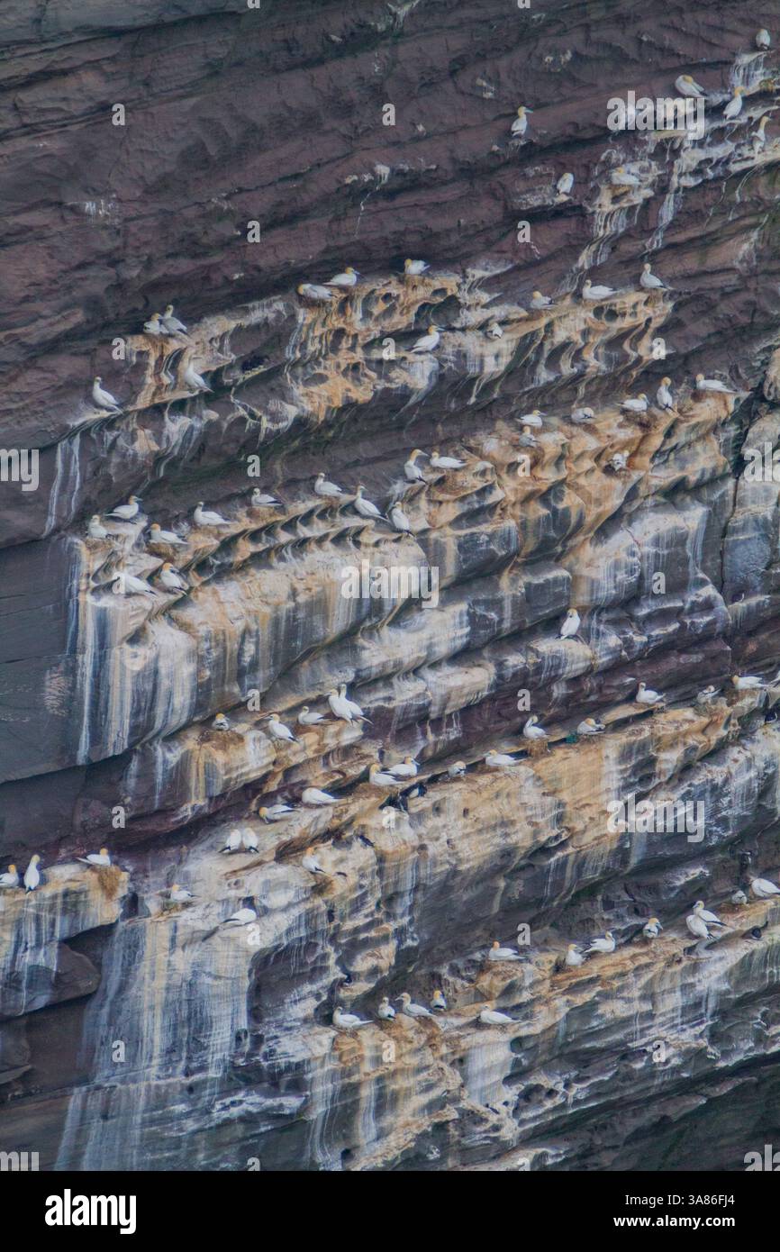 Colonie de reproduction de gannets nordiques (Morus bassanas) sur les falaises de Noss, îles Shetland, Écosse, Royaume-Uni Banque D'Images