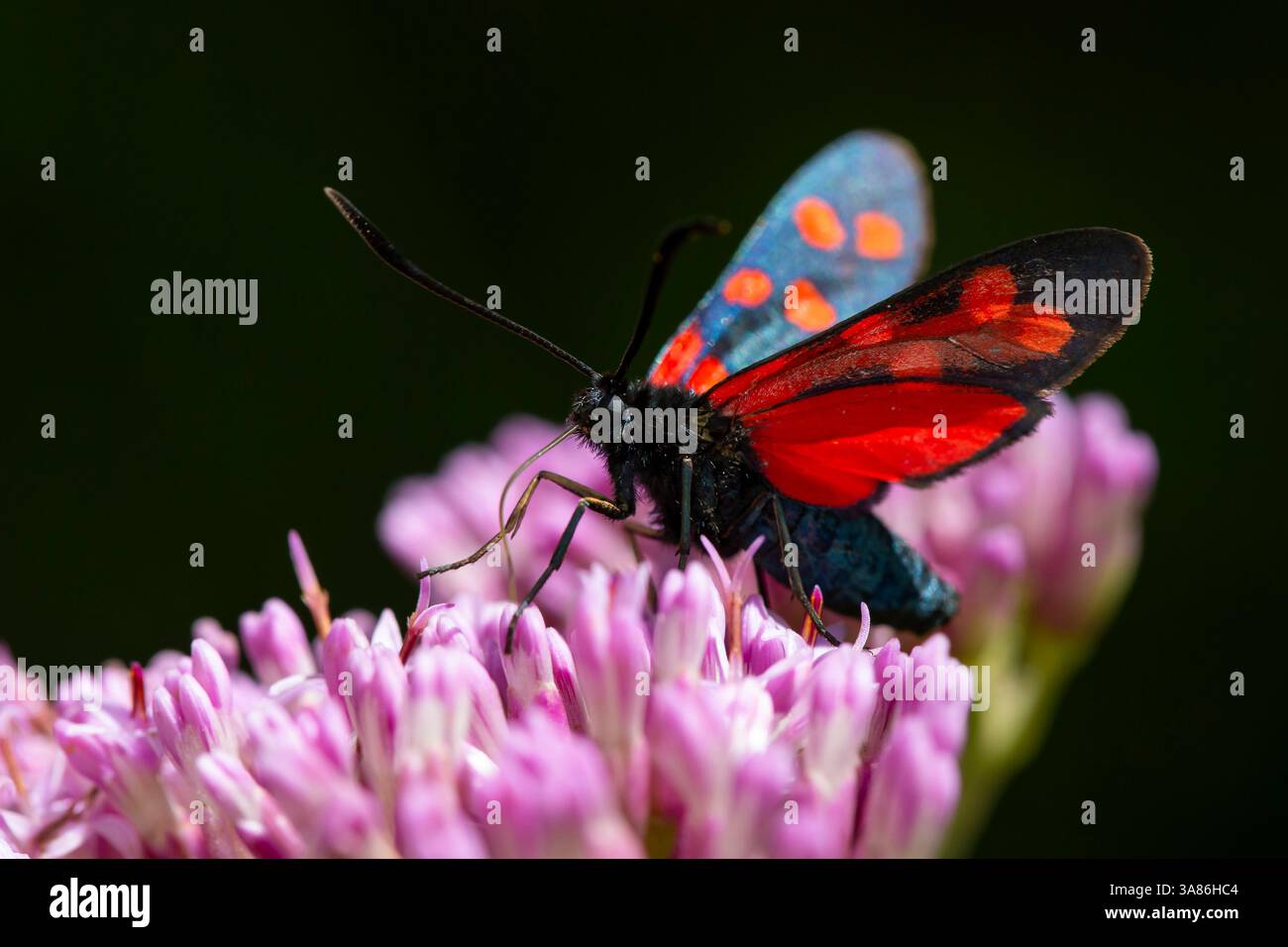 le burnet à six points (Zygaena filipendulae) pollinise une fleur de pinc tout en sucant du nectar Banque D'Images