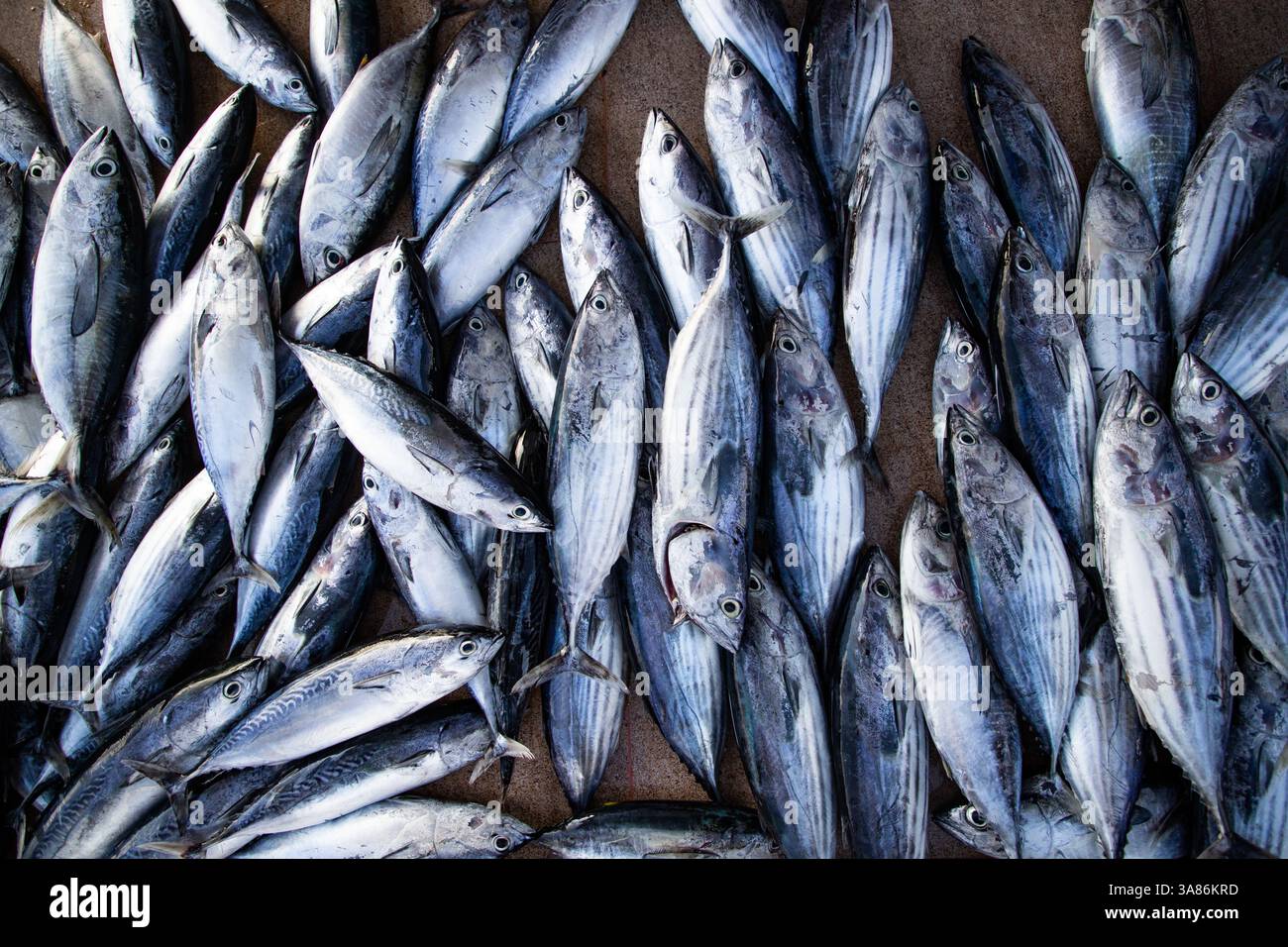 Ponte plate de poisson frais sur le marché, les Maldives, l'océan Indien Banque D'Images