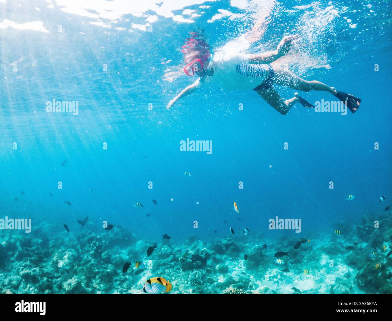 Femme plongée en apnée dans la mer tropicale claire, les Maldives, l'océan Indien Banque D'Images