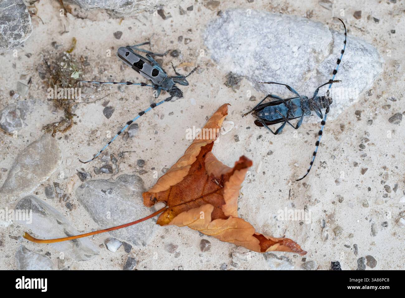 alpenboktor mâle mort, rosalia longicorn (rosalia alpina) couché à côté de la feuille jaune d'un sycomore Banque D'Images