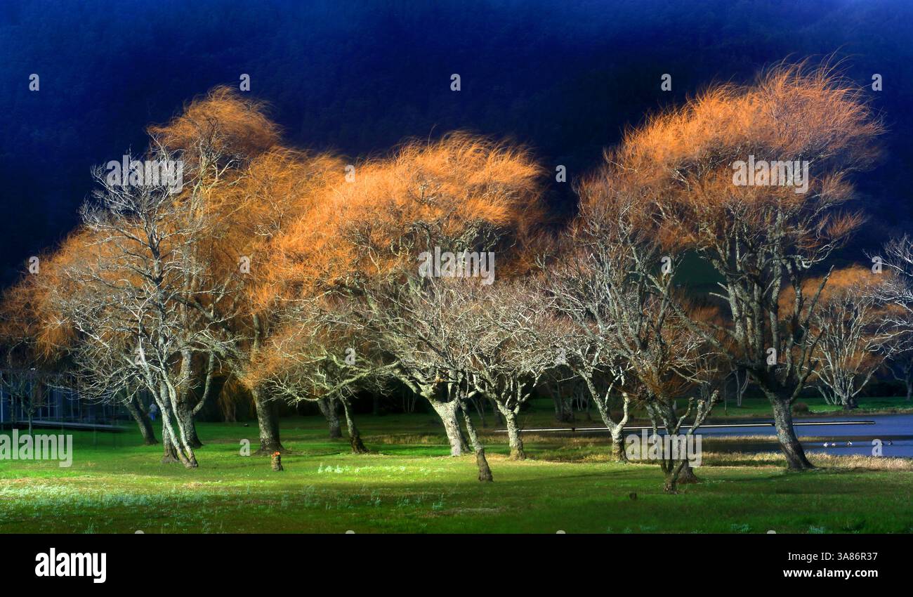 Arbres et Lagoa Azul, Sete Cidades, Sao Miguel, îles Açores, Atlantique, Portugal Banque D'Images