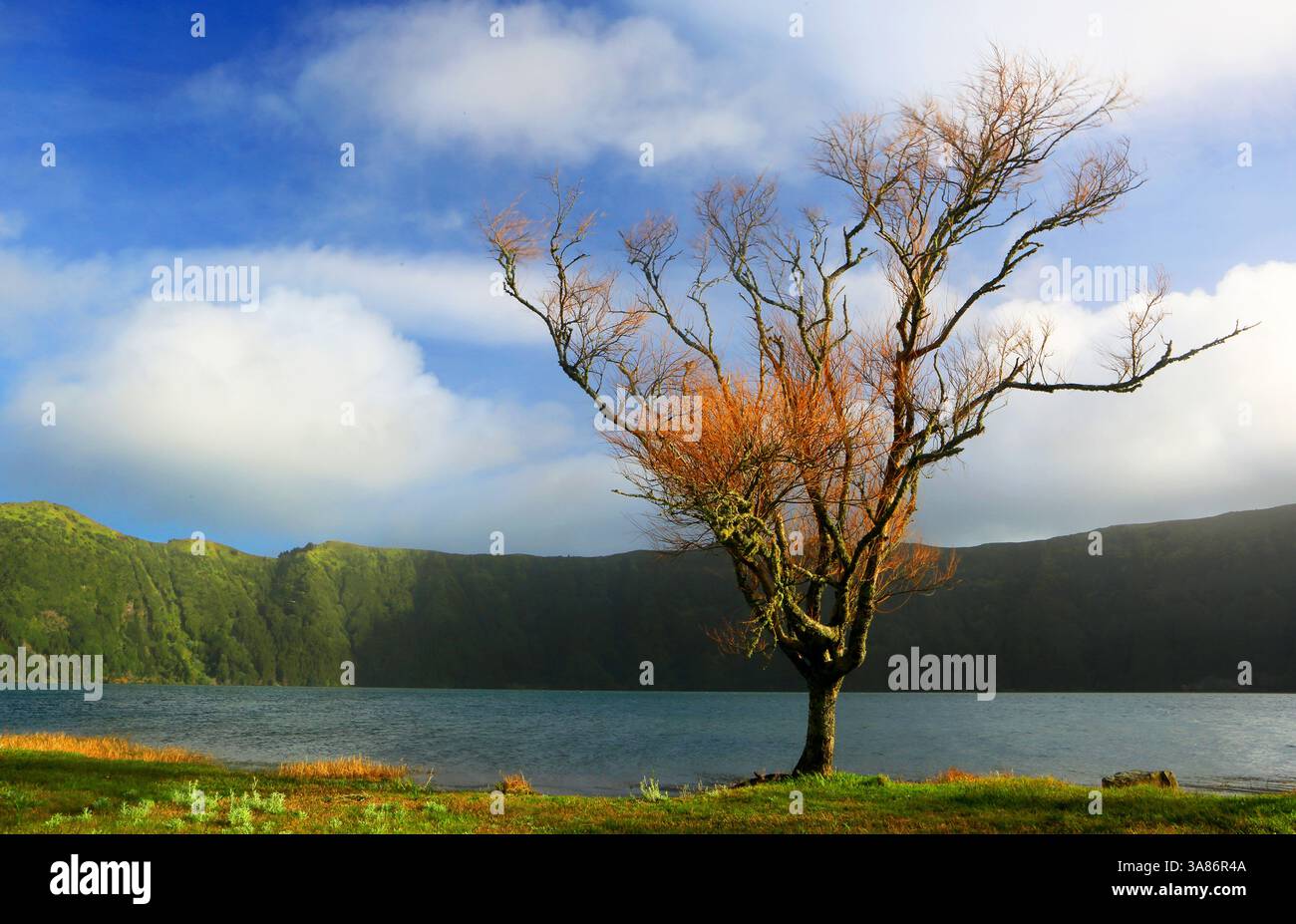 Arbres et Lagoa Azul, Sete Cidades, Sao Miguel, îles Açores, Atlantique, Portugal Banque D'Images
