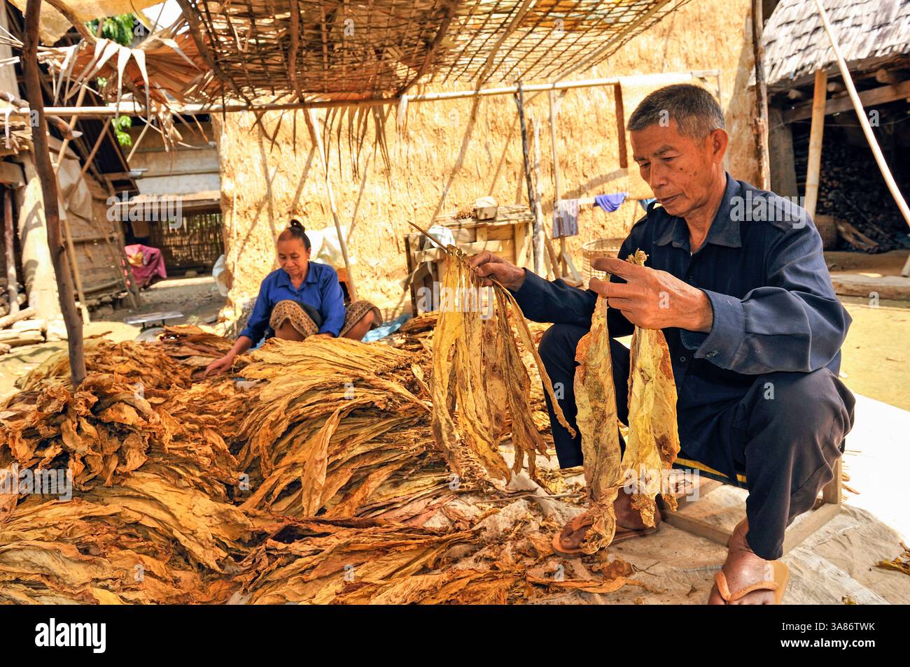 Tri et groupage des feuilles de tabac, village autour de Nong Khiaw, district de Luang Prabang, nord du Laos Banque D'Images