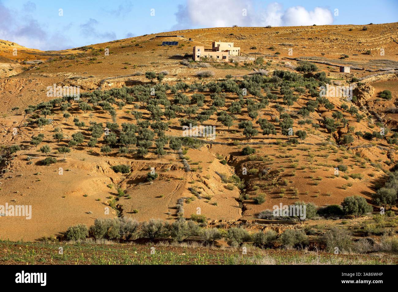 Paysage semi-aride avec des oliviers près de Tazert, province d'Al Haouz, Maroc Banque D'Images