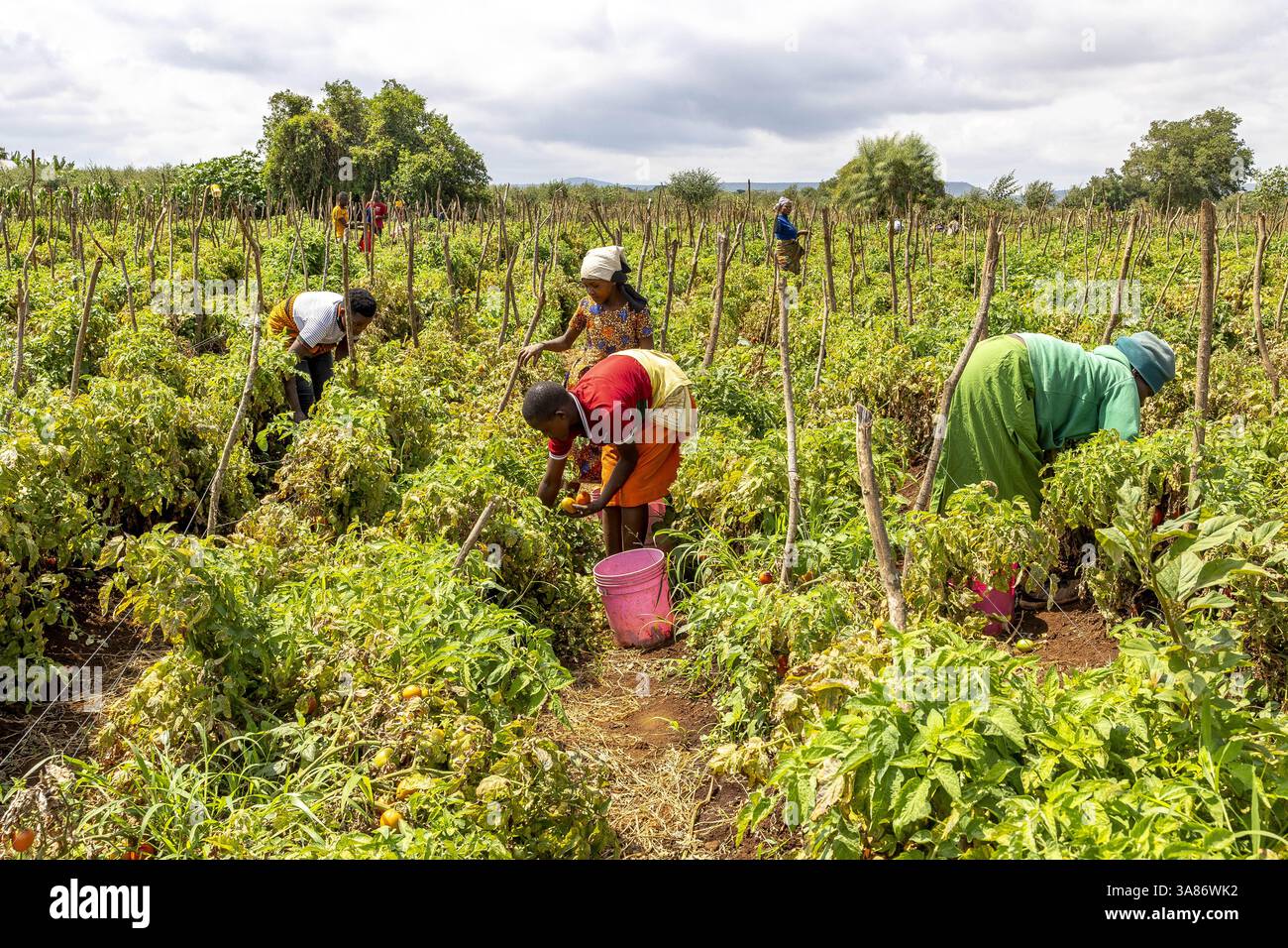 Femmes et enfants cueillant des tomates dans la province de Karatu, Tanzanie Banque D'Images