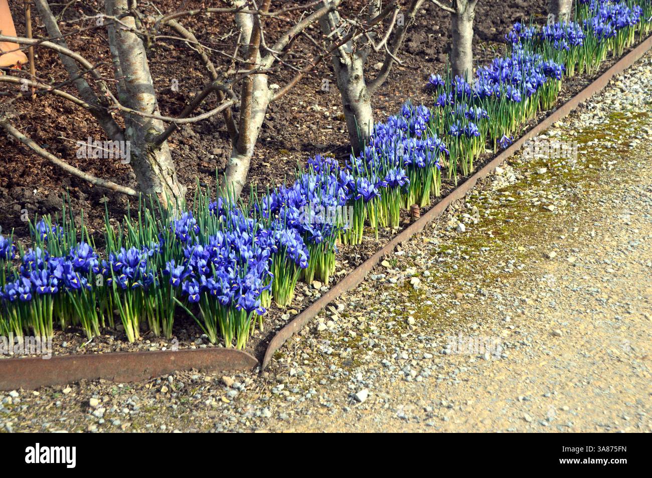 Violet/Violet 'Iris reticulata' (Iris nain) à bulbe précoce fleurs cultivées dans la frontière au RHS Garden Harlow Carr, Harrogate, Yorkshire, Angleterre, Royaume-Uni Banque D'Images