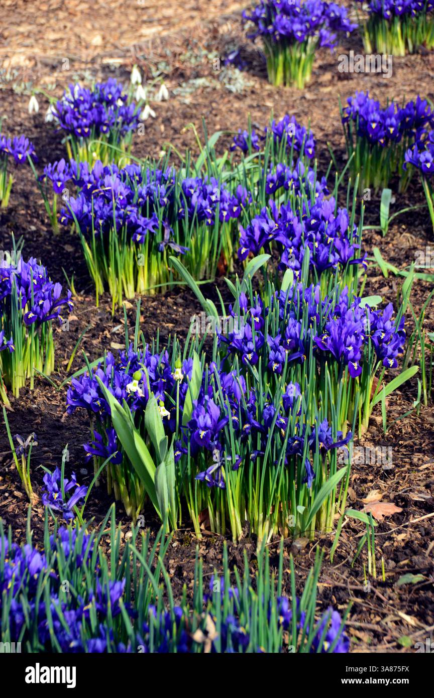 Violet/Violet 'Iris reticulata' (Iris nain) à bulbe précoce fleurs cultivées dans la frontière au RHS Garden Harlow Carr, Harrogate, Yorkshire, Angleterre, Royaume-Uni Banque D'Images