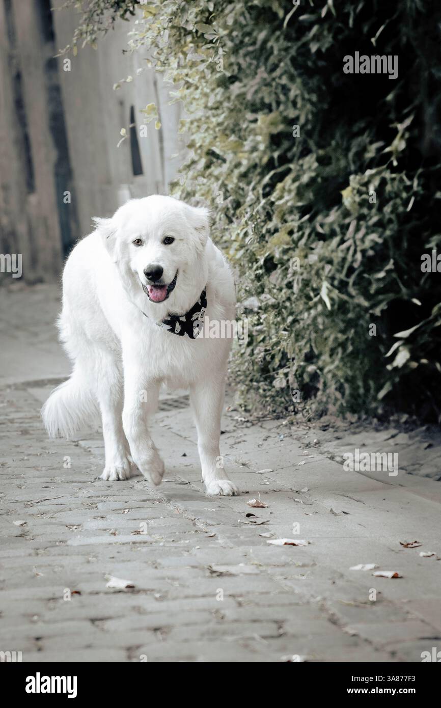Un grand chien de montagne blanc des Pyrénées marche joyeusement sur un chemin pavé à l'extérieur. Prise de vue intégrale, portrait d'animaux de compagnie, cadre urbain Banque D'Images