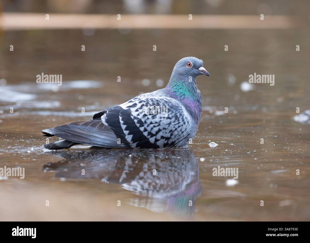 Vue latérale rapprochée d'un pigeon britannique sauvage assis dans l'eau. Banque D'Images