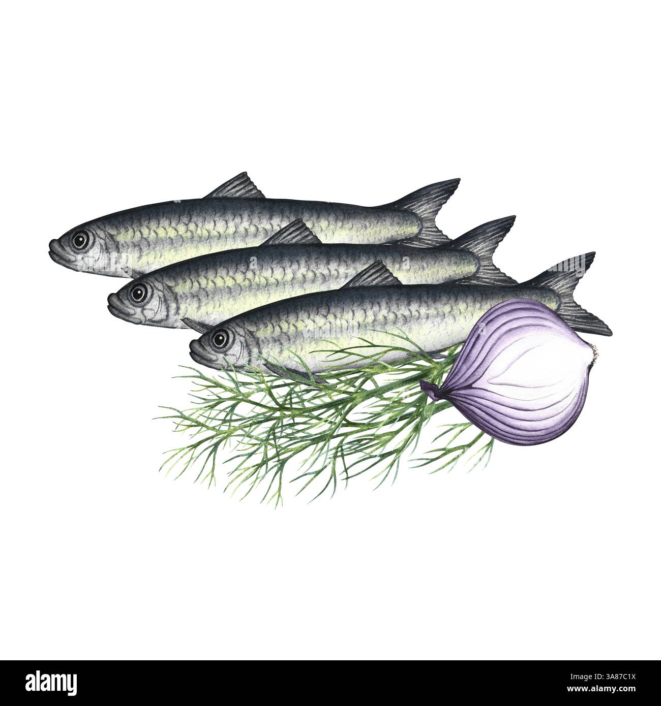 Sardines à l'aneth et à l'oignon. Illustration d'aquarelle dessinée à la main. Image couleur d'un plat de poisson. Séparé de l'arrière-plan. Idéal pour les menus, les recettes Banque D'Images