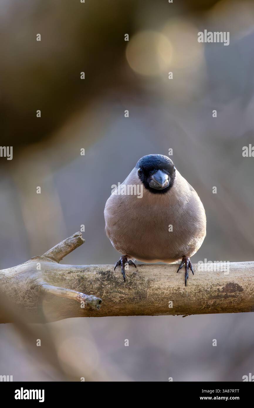 Bouvreuil commun Banque D'Images