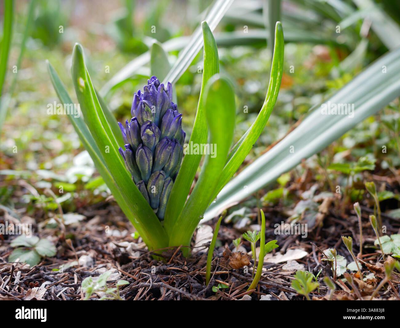 Jeune bourgeon de jacinthe sur un lit de jardin. Concept de fleur de printemps. Banque D'Images