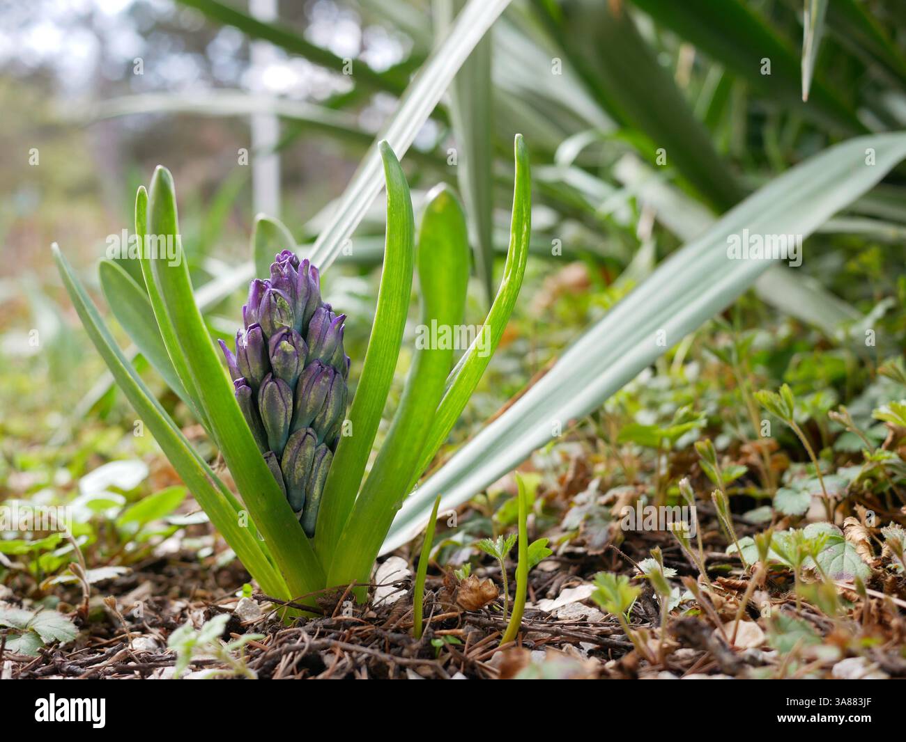 Jeune bourgeon de jacinthe sur un lit de jardin. Concept de fleur de printemps. Banque D'Images