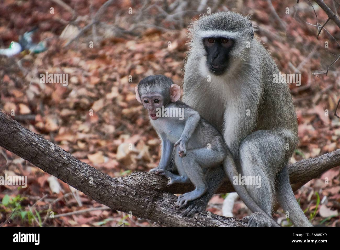 Un singe vervet et son bébé perchés dans un arbre dans le parc national Kruger, en Afrique du Sud, capturés dans un moment tendre d'interaction avec la faune Banque D'Images