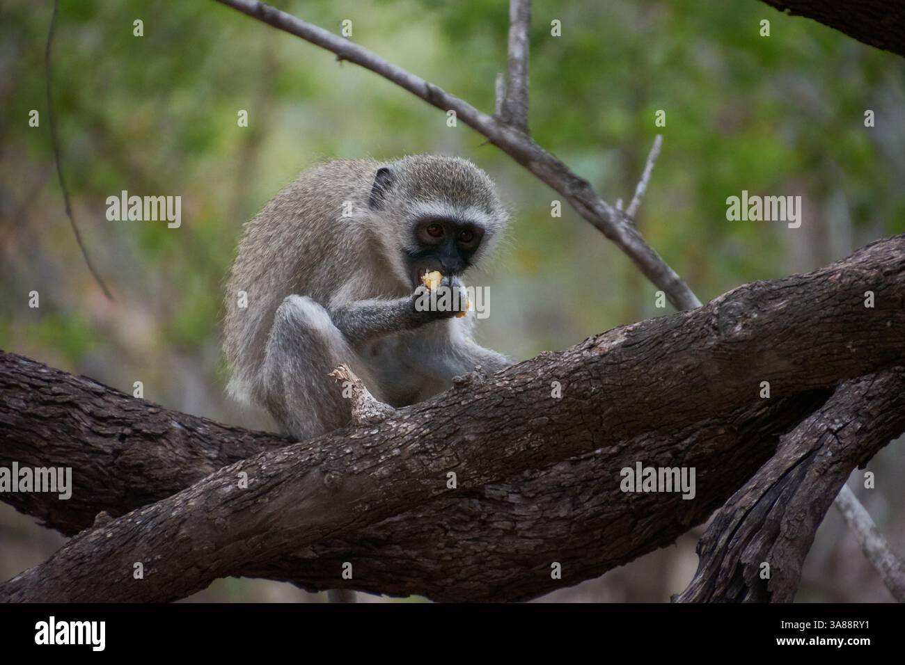Singe vervet mangeant dans un arbre du parc national Kruger, en Afrique du Sud, capturant son comportement ludique dans l'habitat sauvage de la savane africaine Banque D'Images