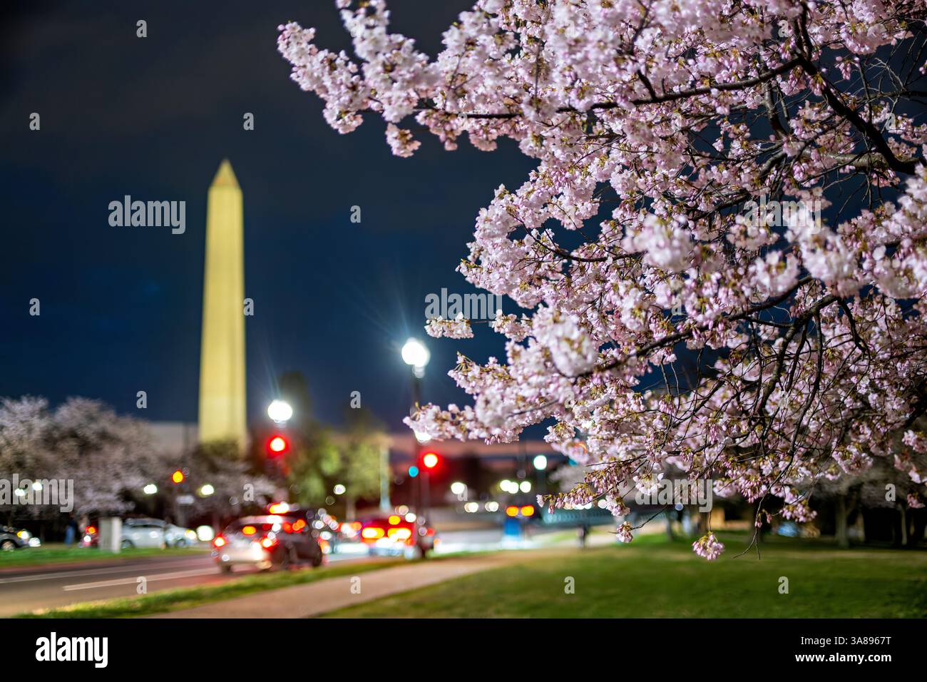 WASHINGTON DC — les cerisiers en fleurs sont illuminés la nuit près du Tidal Basin, avec le Washington Monument visible en arrière-plan. Ces cerisiers Yoshino, un cadeau du Japon en 1912, sont au centre du festival annuel national des cerisiers en fleurs chaque printemps. Banque D'Images