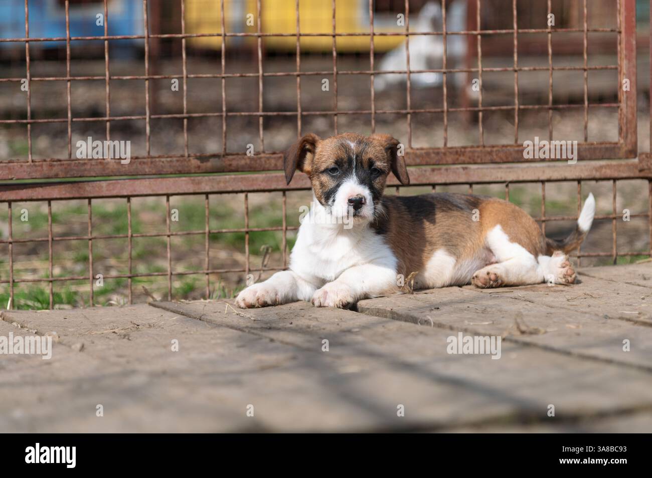 Chiot mignon sauvé dans un abri serbe pour chiens sans-abri le jour ensoleillé de l'hiver pendant la socialisation et la formation d'obéissance Banque D'Images