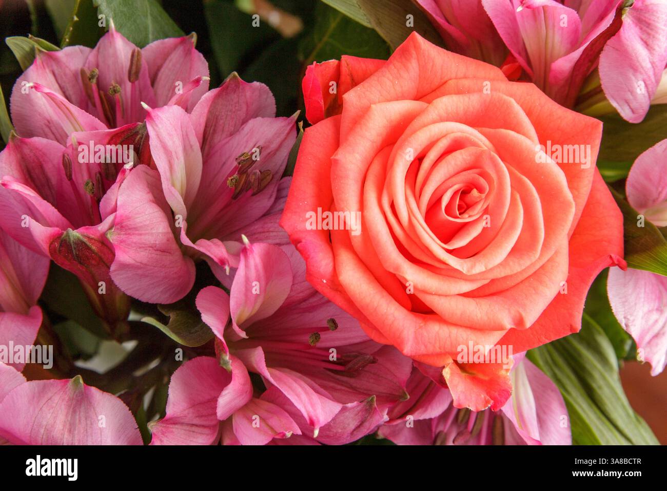 Gros plan d'une rose vibrante et de fleurs roses en pleine floraison Banque D'Images