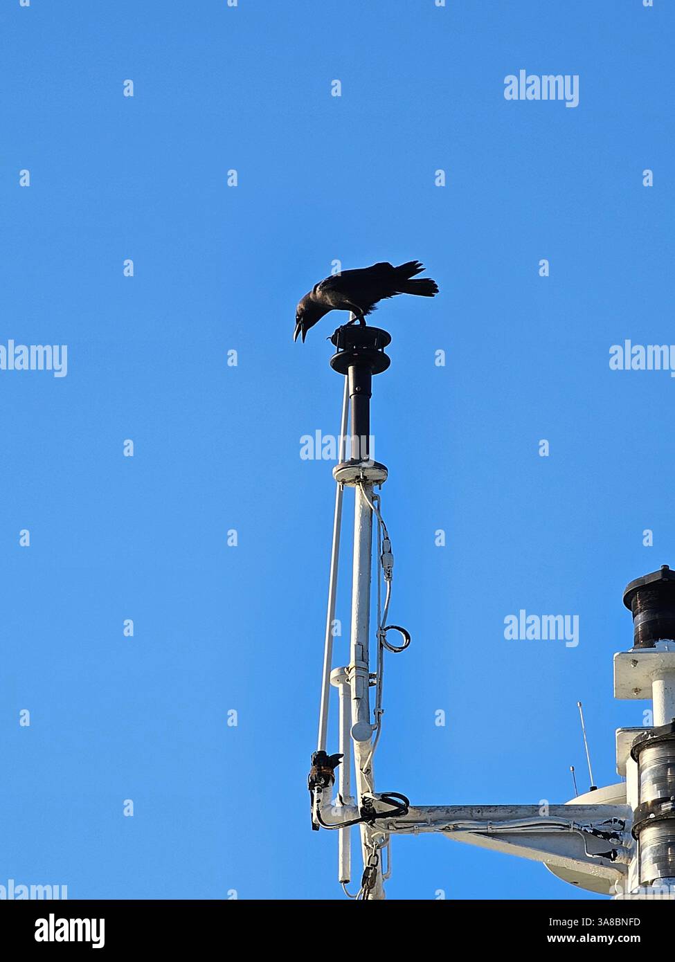 Un corbeau noir perche au sommet d'un mât sur un bateau ou un navire contre un ciel bleu clair. - Image de stock capturée avec un smartphone