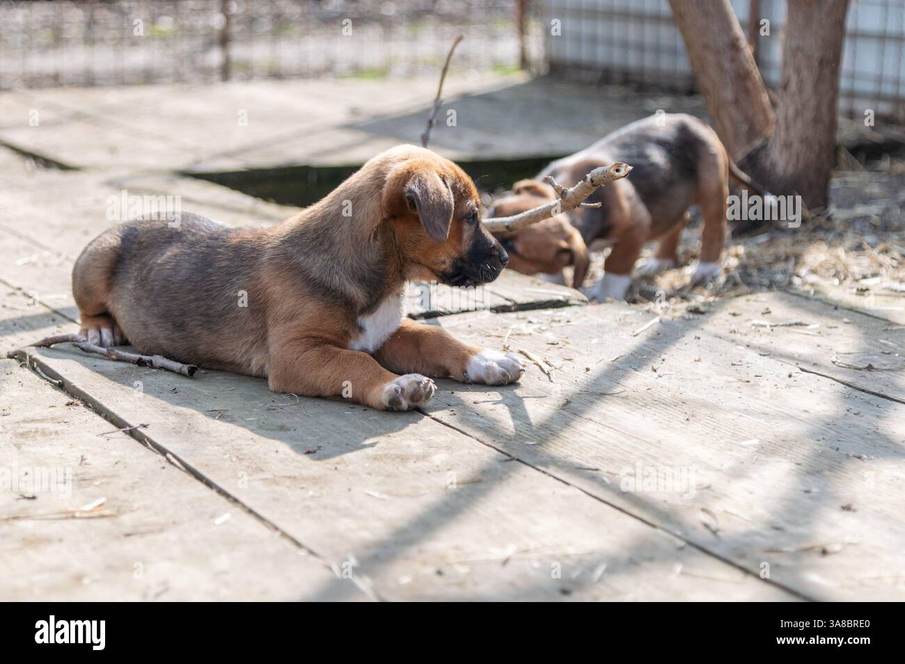 Chiot mignon sauvé dans un abri serbe pour chiens sans-abri le jour ensoleillé de l'hiver pendant la socialisation et la formation d'obéissance Banque D'Images