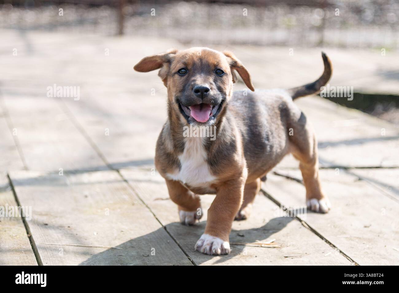 Chiot mignon sauvé dans un abri serbe pour chiens sans-abri le jour ensoleillé de l'hiver pendant la socialisation et la formation d'obéissance Banque D'Images