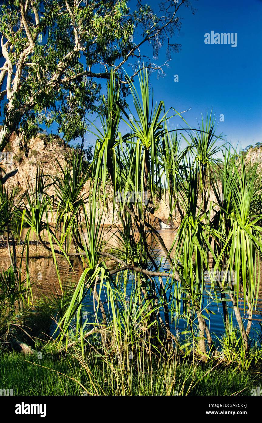 Palmier Pandanus (Pandanus spiralis) sur les rives de la piscine Edith Falls dans le parc national tropical de Nitmiluk, Katherine, territoire du Nord, Australie Banque D'Images