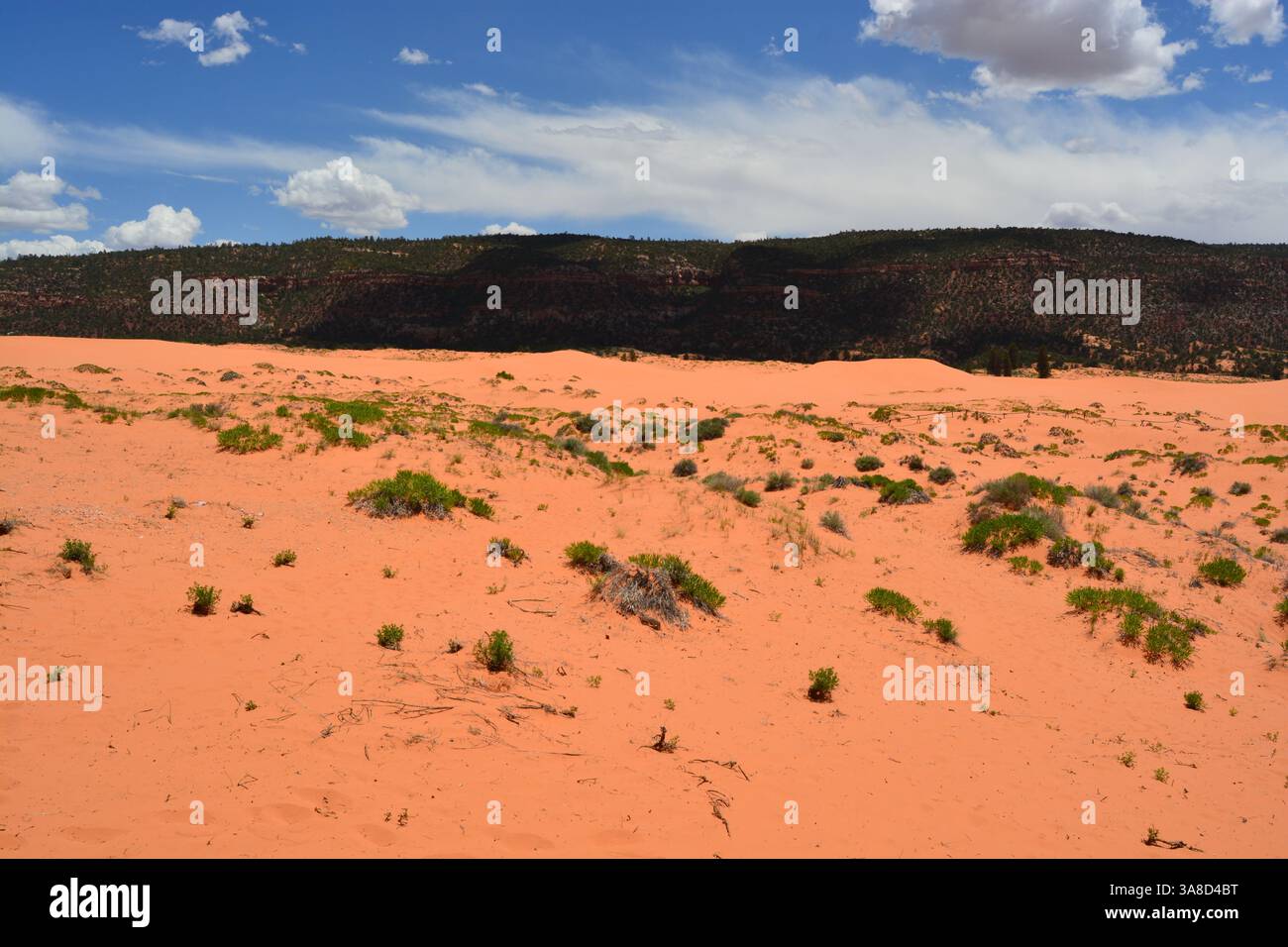 Coral Pink Sand Dunes State Park Kanab Utah Banque D'Images