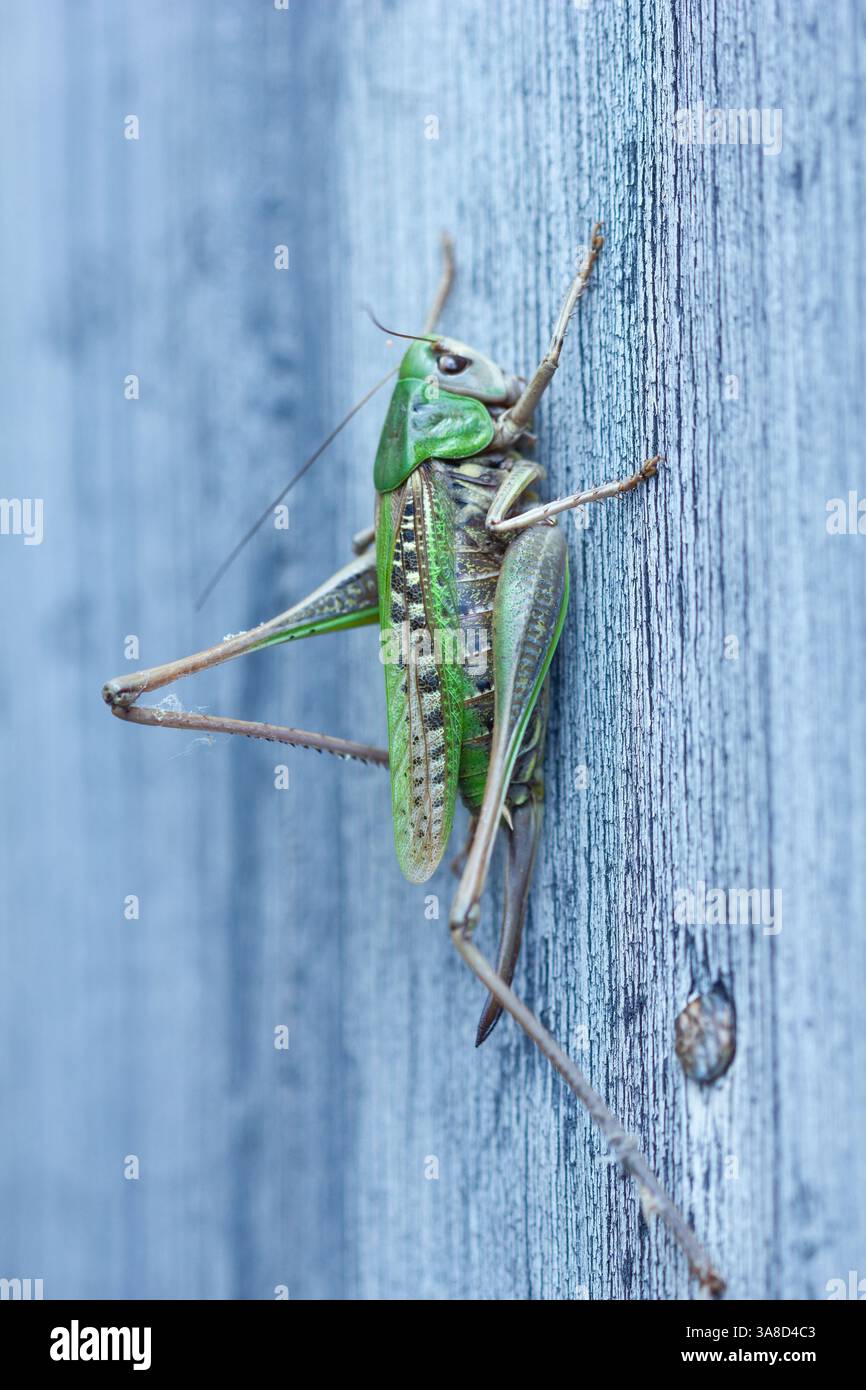 Cricket sur revêtement en bois. Banque D'Images