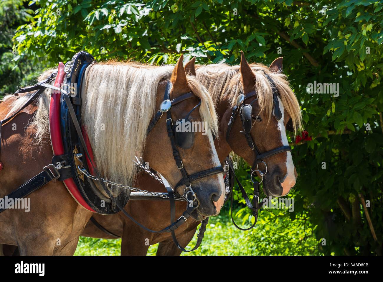 Le cheval de trait porte un harnais et des bandeaux Banque D'Images