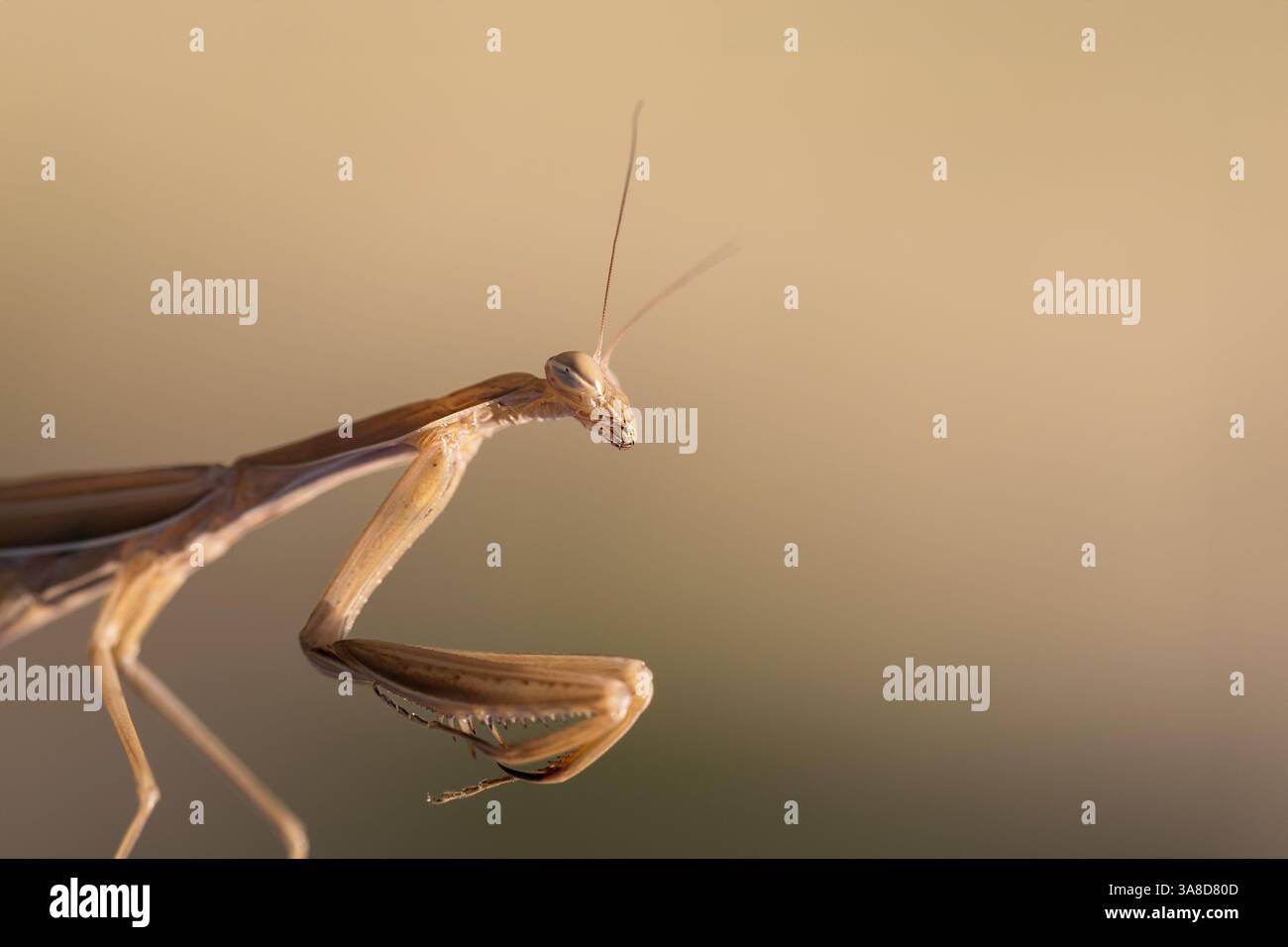 Mantis - animal vert de Mantis religiosa assis sur une lame d'herbe dans un pré. Banque D'Images